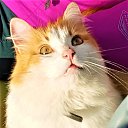  Irina,  -  2  2017   ,  2017