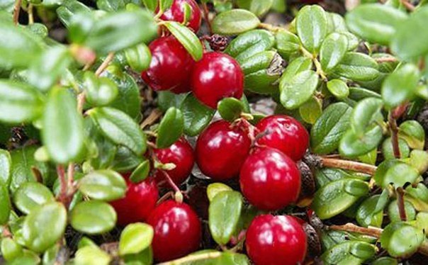 7 ,      :     . ...