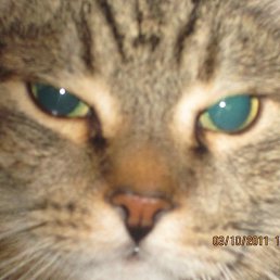 ���� ����, �����-���������, 66 ��� - ��������� 4 ���� 2017