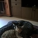 ���� ���������, ������� �����, 47 ��� - ��������� 13 ������� 2017 � ������ ���� ����������