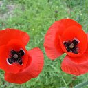  ,  -  7  2017      ۻ