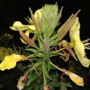  , --, 44  -  19  2017    