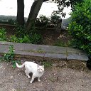  , , 60  -  17  2017      ,17.05.17.