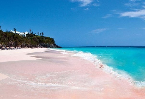      : Pink Sands Beach,  ,  .  ,  ...