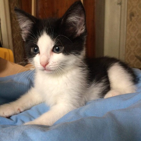 #котизм_доброта #питер@catism.Санкт-ПетербургОчаровательная трогательная девочка, 2,5-3 месяца, была ... - 2