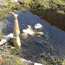 ���� Valera, �����-���������, 62 ���� - ��������� 4 ���� 2017 � ������ ���� ����������