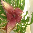 ���� ���������(�� ��������), ����-���������, 57 ��� - ��������� 6 �������� 2017 � ������ ���� ����������