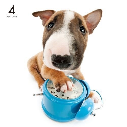 Сможете ли вы устоять перед круглыми влажными глазами и большими дружелюбными мордочками кошечек и ... - 5