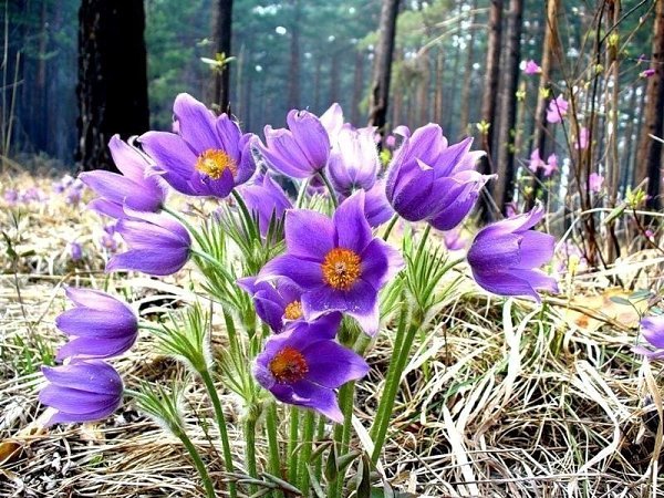 Так цветёт в Сибири сон-трава. В народе - подснежники - 5