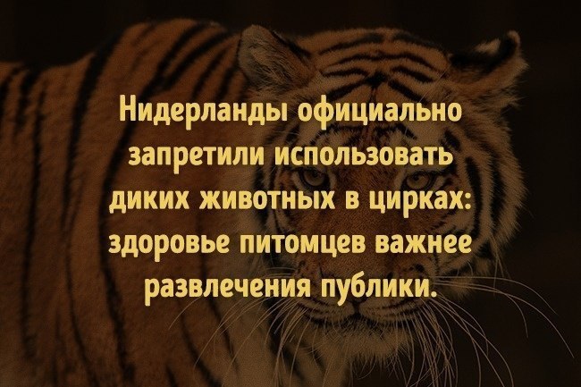7  ,      . #@rules4life - 2