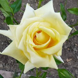 ���������, ������-��-����, 54 ����