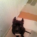 ������� ���