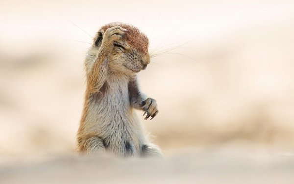  Comedy Wildlife Photography Awards     . - 9