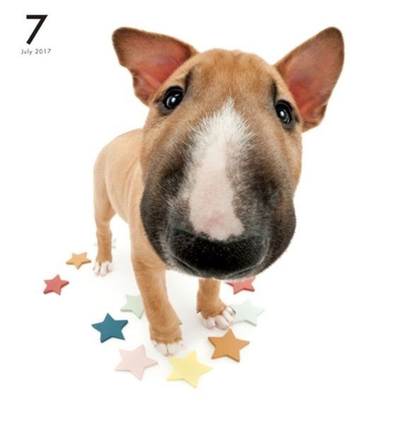 Сможете ли вы устоять перед круглыми влажными глазами и большими дружелюбными мордочками кошечек и ... - 8