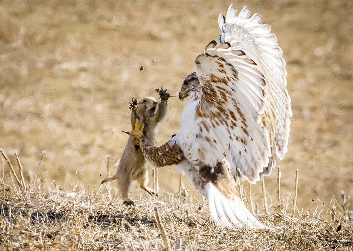  ,     National Geographic Nature Photographer 2017. ... - 10