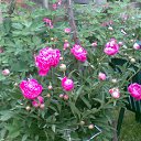 ���� ������, ������, 57 ��� - ��������� 24 ���� 2017 � ������ ���� ���!�