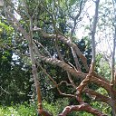  , , 60  -  17  2017      ,17.05.17.