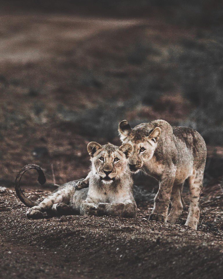 Africa - 10