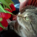 ���� �����, ���������, 40 ��� - ��������� 6 ������� 2017 � ������ ������ ��������