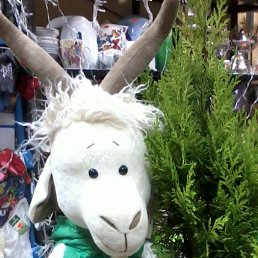 �������, ������, 66 ���