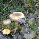  , -, 63  -  11  2017    