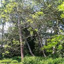  , , 60  -  17  2017      ,17.05.17.