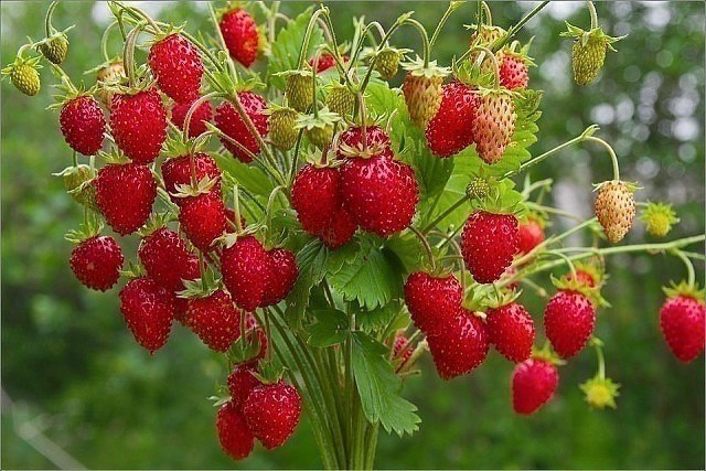 ������ ����........ - 5