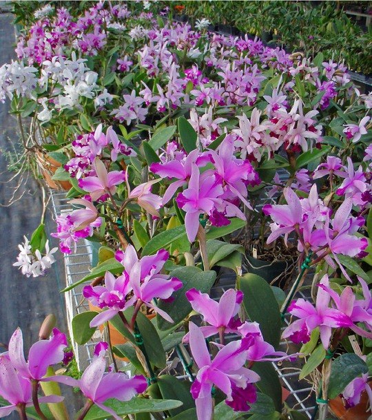 The National Orchid Garden (   )    1859 .   ... - 9