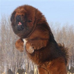 ���� ������, ����, 43 ���� - ��������� 4 ������ 2017