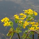  , , 36  -  3  2017    ( 2017)