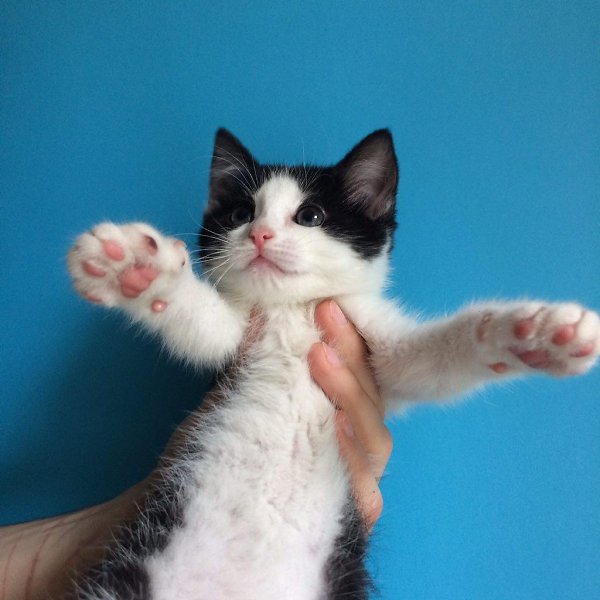 #котизм_доброта #питер@catism.Санкт-ПетербургОчаровательная трогательная девочка, 2,5-3 месяца, была ... - 5