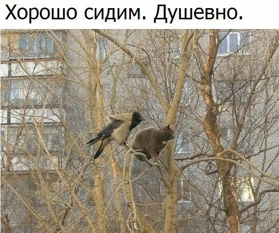       - 13  2017  11:45