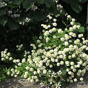 ������� �� �������
��� ������ ���� �� ���.
����� ��������� ���,�������,
������ �� ����,��� ���!

�������� �� �����������
������ ������,�� �����...
��� ���������...�����...�����!
��� ������� ������! �� ������� ���� ��������