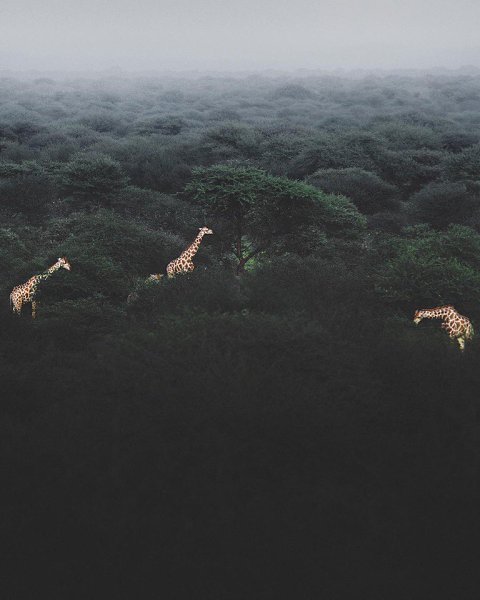 Africa - 9