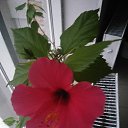  ,  , 60  -  18  2017   