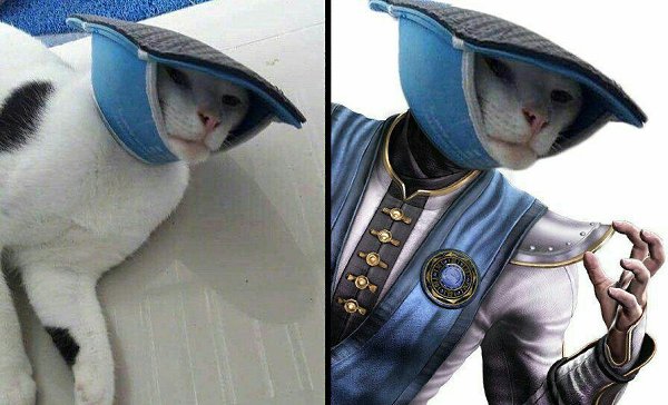 Кот с тапком на голове мем Играл с тапком. Проиграл
