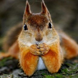 �����, ������