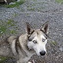 ���� �����, ���������, 61 ��� - ��������� 1 ������� 2017 � ������ ���� ����������