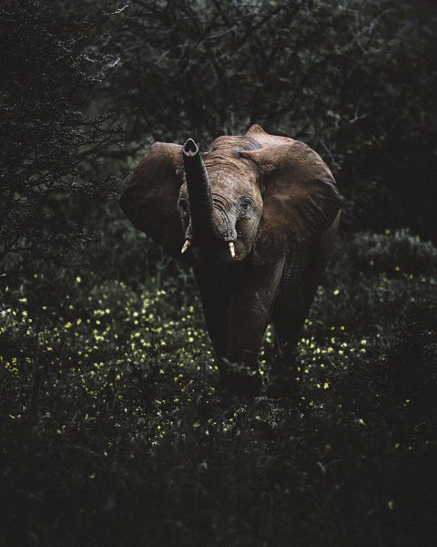 Africa - 5