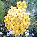 ���� &hearts; Svetlana &hearts;, ����������� - ��������� 10 ��� 2017 � ������ ����� ����.�