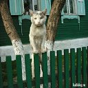 ���� �������, ������ ��������, 99 ��� - ��������� 19 ��� 2017 � ������ ���� ����������