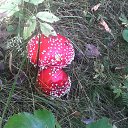  , -, 55  -  19  2017    