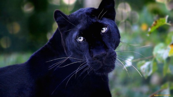 Если вам вдруг перешла дорогу вот такая черная кошка, вероятно, у вас действительно будут ... - 3