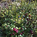  , -, 63  -  11  2017    