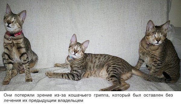 Никто не хотел забирать этих трёх слепых кошек, пока одна женщина не решила взять их к себе ... - 2