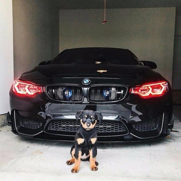 M4 F82 ///Mpower