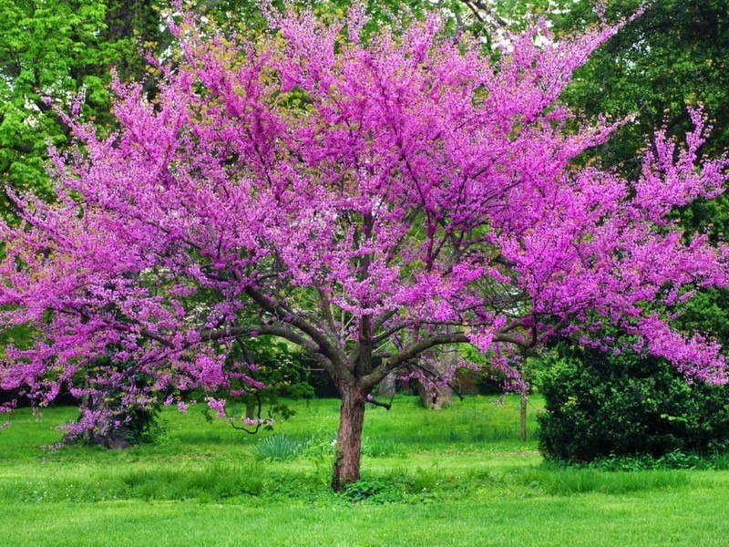     (Cercis),  . ,   ,   ...