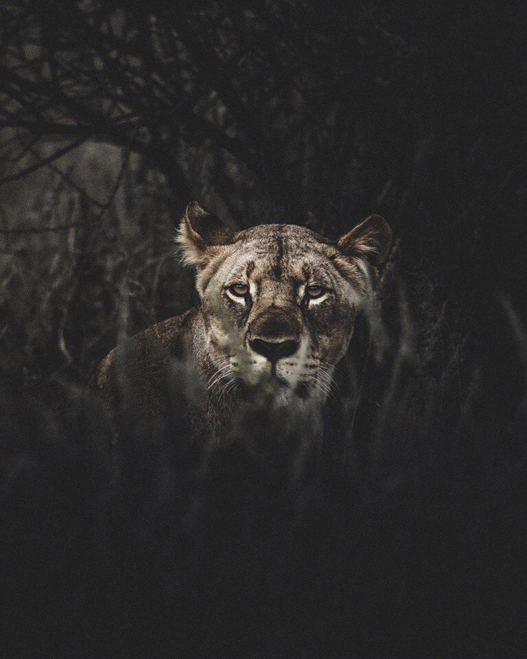 Africa - 6