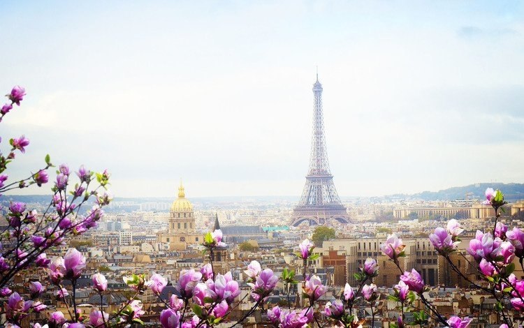  -.( ) - (Boeuf bourguignon) : 4 ...
