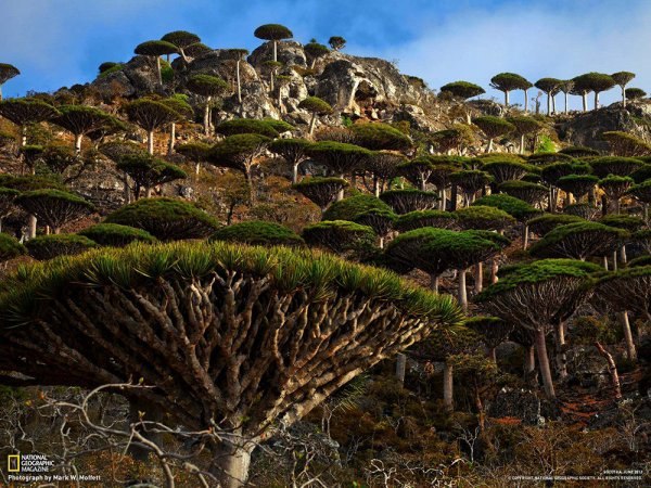  (Socotra), .          ... - 3